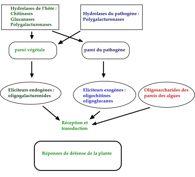 Figure 2 : Schéma de production d’éliciteurs oligosaccharidiques et de leur implication  dans l’expression des réponses de défense chez les plantes supérieures