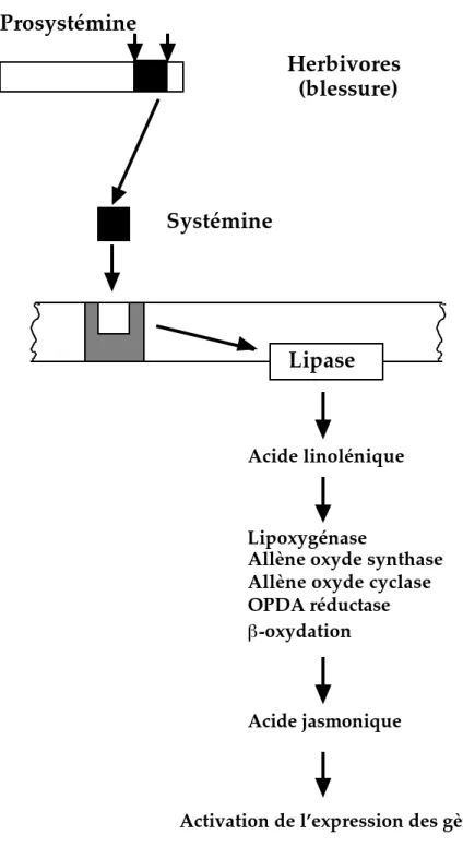 Figure 3 : Modèle d’élicitation des réponses de défense par la systémine via l’acide  jasmonique chez la tomate (d’après Schaller, 1999).