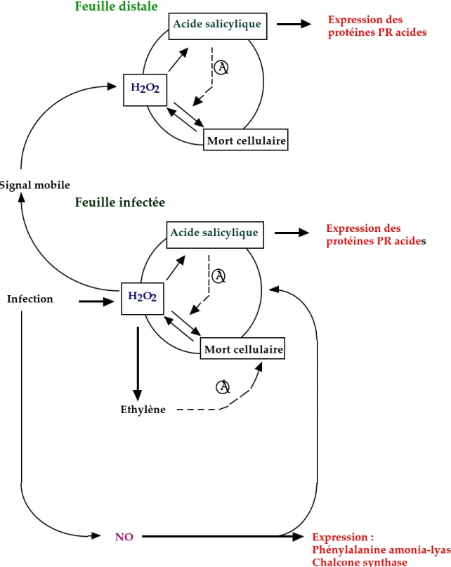 Figure 4 : Modèle hypothétique montrant le rôle d’ H 2O2 et du NO dans l’induction de  l’expression de gènes et de la mort cellulaire pendant les interactions plantes-pathogènes  (d’après Camp et al., 1998).