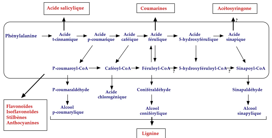 Figure 5 : Voie de biosynthèse des phénylpropanoïdes