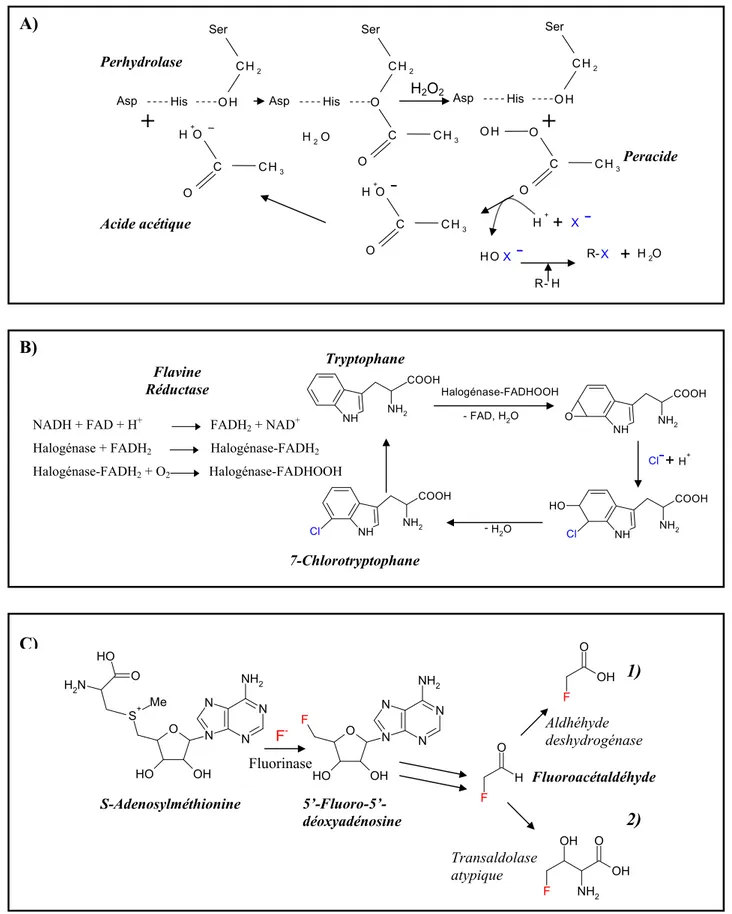 Figure 3 :  Mécanisme d’action des enzymes halogénantes retrouvées uniquement chez des  bactéries