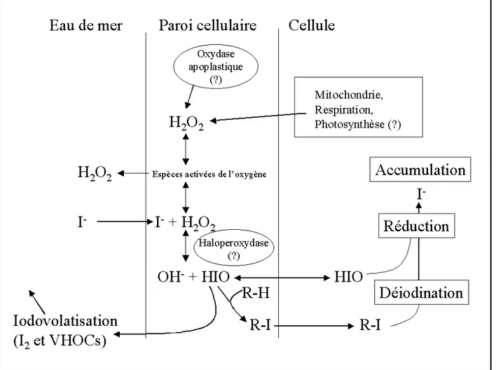 Figure 18 : Mécanisme putatif de l’entrée de l’iode chez Laminaria digitata.  Le peroxyde d’hydrogène  apoplastique est consommé, par une haloperoxydase, pour l’oxydation de l’iodure en acide hypo-iodeux et en iode  moléculaire