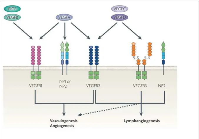 Figure 5. Les membres de la famille du VEGF et leurs récepteurs(72) 