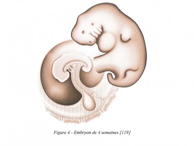 Figure 4 - Embryon de 4 semain es [119]