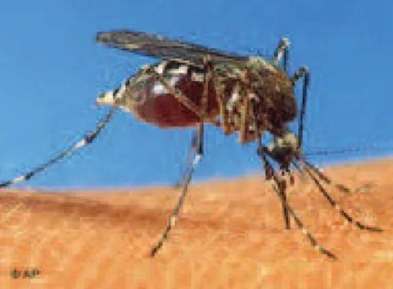 Figure 1. Le vecteur du paludisme: Anopheles gambiae lors d’un repas sanguin. 
