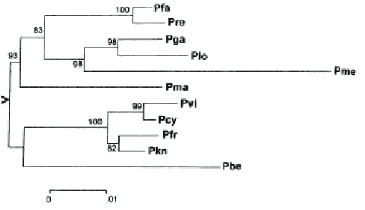 Figure 3. Arbre phylogénétique construit à partir des séquences du gène SSU rRNA de  onze espèces de Plasmodium. 