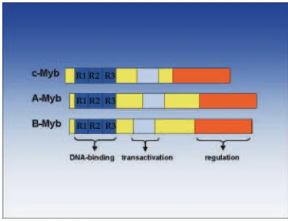 Figure 12. Représentation schématique des trois domaines fonctionnels des protéines  c‐Myb de souris, A‐Myb et B‐Myb humaines. 