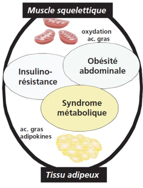 Figure 2.  Dialogue adipo-musculaire pour le contrôle du métabolisme des acides gras [24] 