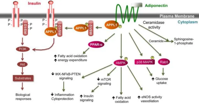 Figure  6.  Représentation  schématique  de  la  transduction  du  signal  de  l’adiponectine  impliquant  ADIPOR1  et  ADIPOR2  et  le  récepteur de l’insuline [100]