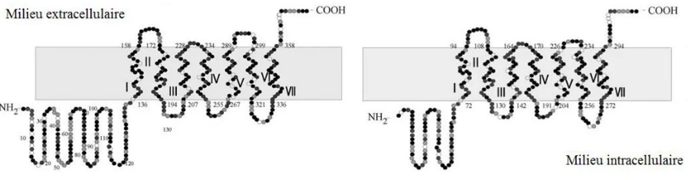 Figure 7. Structure proposée des Récepteurs ADIPOR1 et ADIPOR2 de L’adiponectine [121] 
