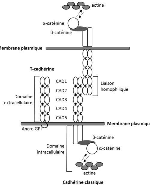 Figure 8. Différences de structure entre les cadhérines classiques et la t-cadherine 