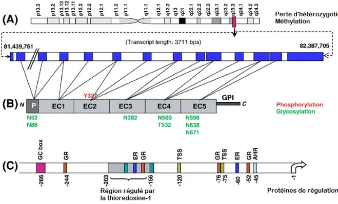 Figure 9. Caractéristiques de structrure du gène CDH13, de son promoteur et de sa protéine