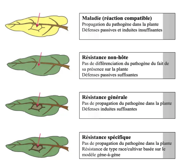 Figure 1 : Vue générale des différents types d’interactions hôte/pathogène chez les plantes supérieures  (d’après Nurnberger et coll., 2004)