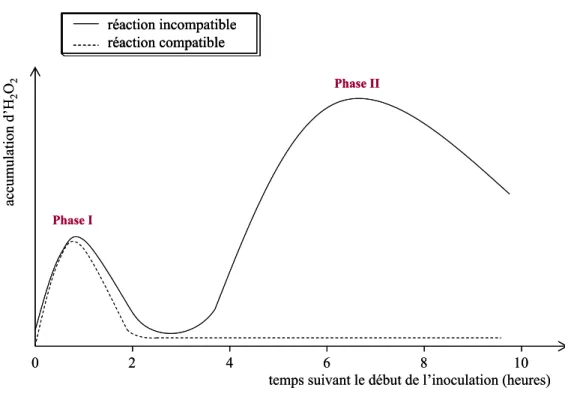 Figure 6 : Cinétique d’accumulation du peroxyde d’hydrogène au niveau de la cellule au cours  d’interactions plante/pathogène 