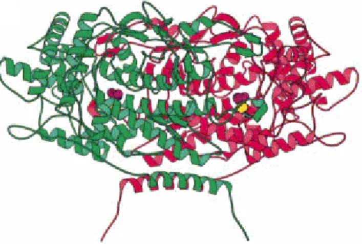 Figure 9  : Structure dimérique de la  bromoperoxydase de l’algue rouge Corallina  officilanis (CoBPO) 