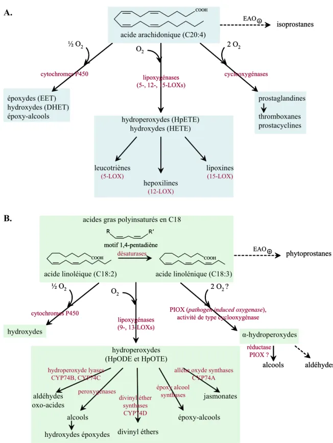 Figure 13 : Biosynthèse des oxylipines chez les animaux et plantes supérieures 