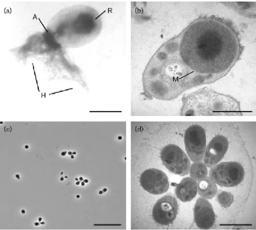 Figure I-5 : Images microscopiques de R. baltica. 
