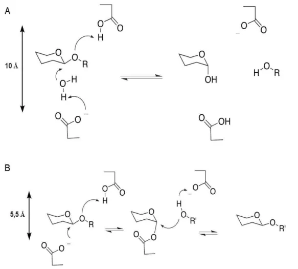 Figure   I_7  :   Mécanismes   d'hydrolyse   des   glycoside   hydrolases.  