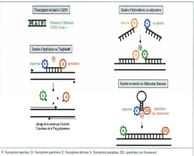 Figure 7 : Les différents systèmes de PCR en temps réel [105]. 