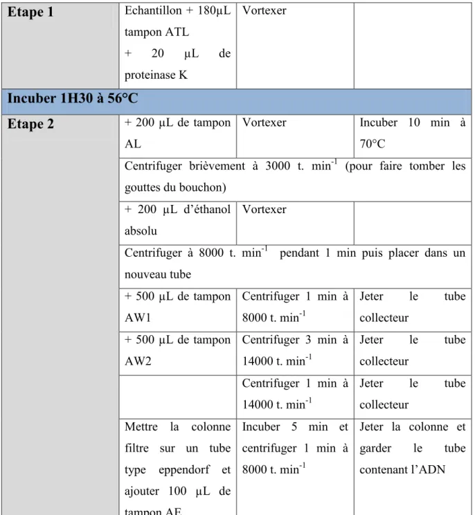 Tableau 6 : Protocole d'extraction de l'ADN fongique. 