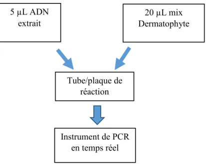 Tableau 7 : Programme de la PCR en temps réel utilisant le kit BioEvolution. 