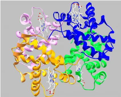 Figure 2.  Structure quaternaire de l'hémoglobine tétramérique (2α et 2β). Chaque sous unité est identifiée par  une couleur différente et possède un hème