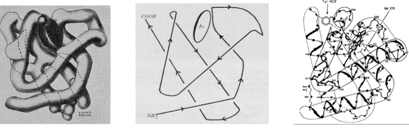 Figure 7.  A droite : repliement de la structure tertiaire à 6- Å  de la myoglobine (Kendrew et al