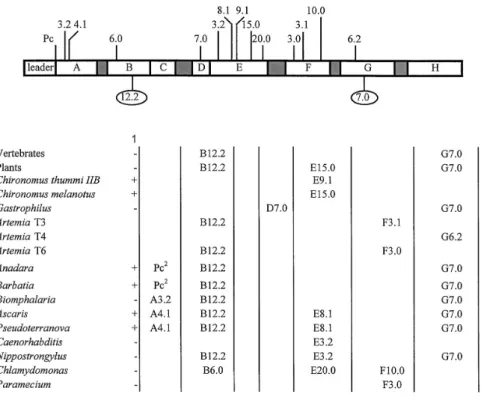 Figure 10.  Diversité des positions d'insertion des introns dans la famille des hémoglobines