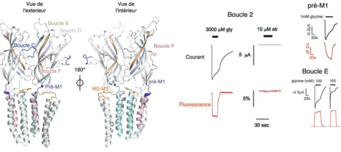 Figure 8.8: Etudes des transitions allostériques par VCF. A gauche : deux sous-unités de  GLIC pH7  colorées afin d’identifier les différentes régions étudiées par VCF