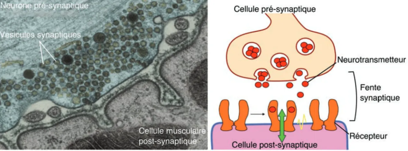 Figure 1.1 :  La synapse.  L’image de gauche montre un cliché de  microscopie  électronique à transmission, d’une synapse neuromusculaire
