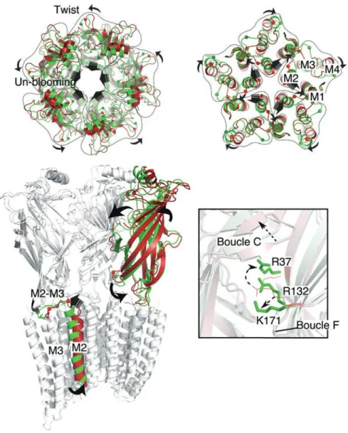 Figure 5.5 : Transition du récepteur GluCl!.  Dans toute la figure, la structure du GluCl- GluCl-apo est colorée en rouge et la structure du GluCl-ivermectine en vert