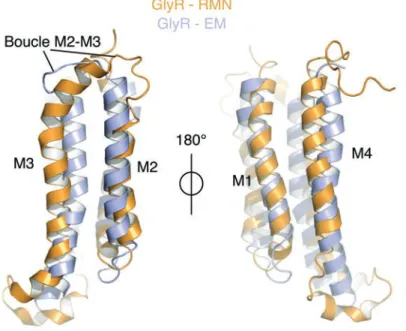 Figure 7.1 : Comparaison de structures obtenues par RMN ou EM du récepteur !1-GlyR. 