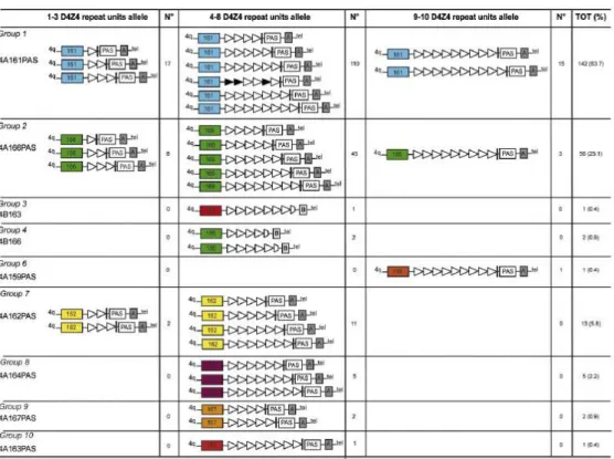 Figure 7 : Répartition des haplotypes au sein de 223 patients FSHD  (Scionti et al., 2012) :  Représentation des haplotypes du chromosome 4 retrouvés chez 10% des 223 patients