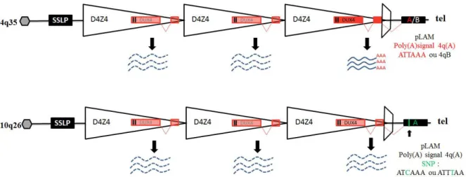 Figure  21 :  Représentation  de  l’ORF  DUX4   présent  dans  les  répétitions  D4Z4   du  chromosome  4q  et  10q  (adapté  de  Lemmers  et  al.,  2010) :  Les  chromosomes  4  et  10  présentent 98% d’homologie pour les répétitions  D4Z4 , les ORF de  D