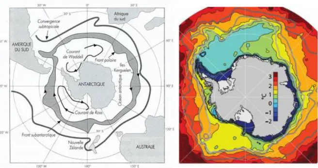 Figure  I-4  :  Représentation  des  différents  courants  présents  autour  de  l'Antarctique  et  des  températures moyennes annuelles sous forme de thermoclines (http://www.cnrs.fr)