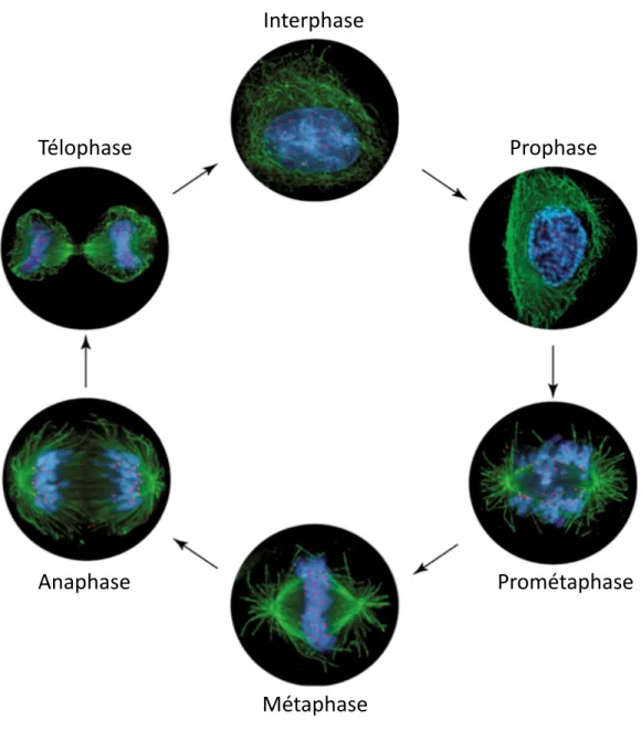 Figure   2   :   Les   diﬀérentes   étapes   de   la   mitose    Interphase    Prophase    Prométaphase   Métaphase   Anaphase   Télophase   