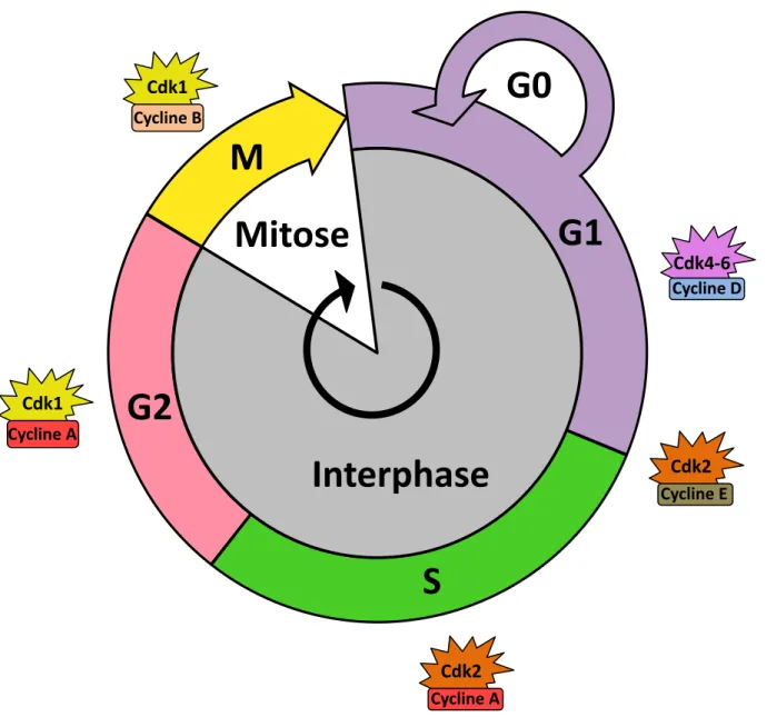 Figure   4   :   Les   complexes   Cdk/Cyclines   contrôlent   la   progression   du   cycle   cellulaire    S   G2   G0   G1   M   Interphase   Mitose   Cdk1   Cycline   B   Cdk1   Cycline   A   Cdk4-­‐6   Cycline   D   Cdk2   Cycline   E   Cdk2   Cycline