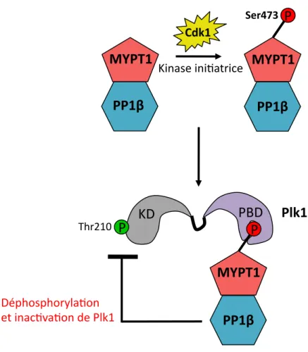 Figure   9   :   Inac&lt;va&lt;on   de   Plk1   par   le   complexe   phosphatase   MYPT1-­‐PP1β   