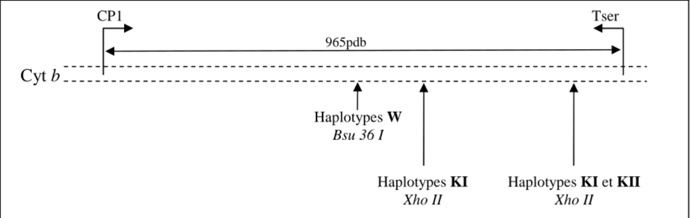 Figure 12 : Schéma du fragment du gène mitochondrial codant pour le cytochrome b avec les amorces  utilisées lors des séquençages et les zones de coupures des enzymes de restriction