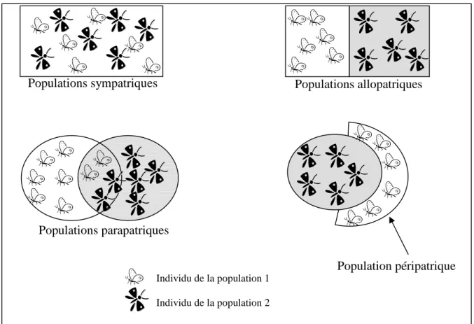 Figure 1 : Schéma représentatif des alternatives possibles de structuration des populations