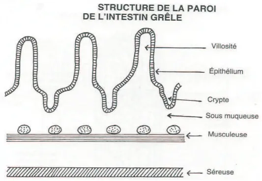 Figure 7: La structure d'une villosité (Ducluzeau R., 1993)