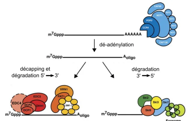 Figure 2 : Voies générales de dégradation des ARNs cytoplasmiques   (Adapté de Parker and Sheth, 2007)