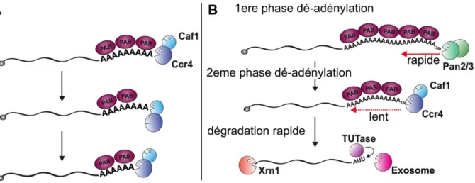 Figure 3 : Schéma des modèles de dé-adénylation des ARNs 