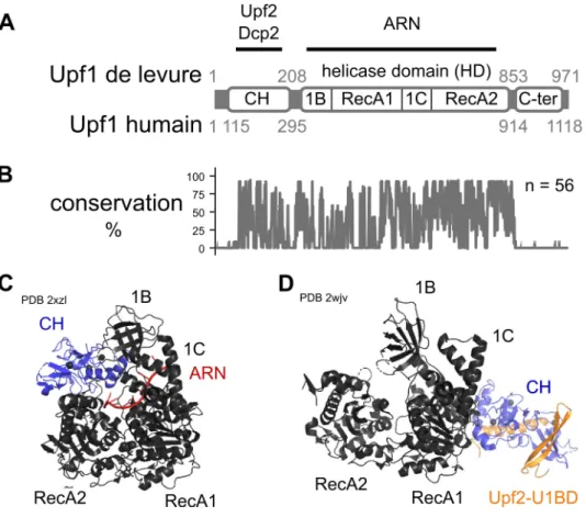 Figure 6 : Upf1 ; architecture, interactions, conservation et structures 