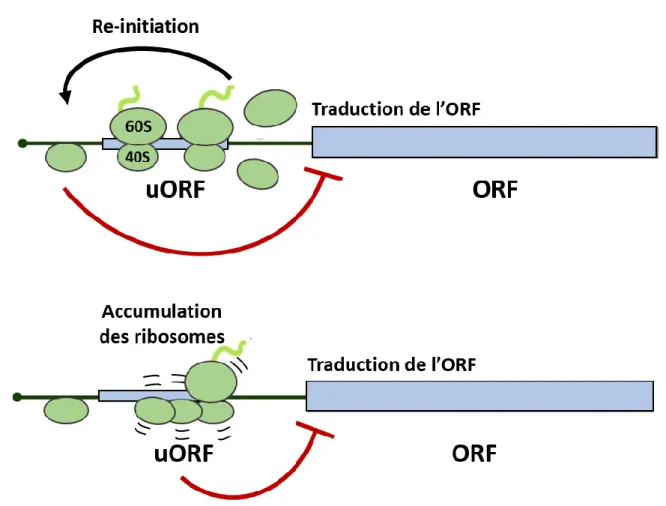 Figure 13 Contrôle de la traduction de l’ORF principale par les uORF 