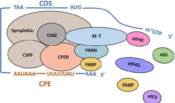 Figure 15 Régulation de la traduction par le complexe CPEB (modèle Xénope) 