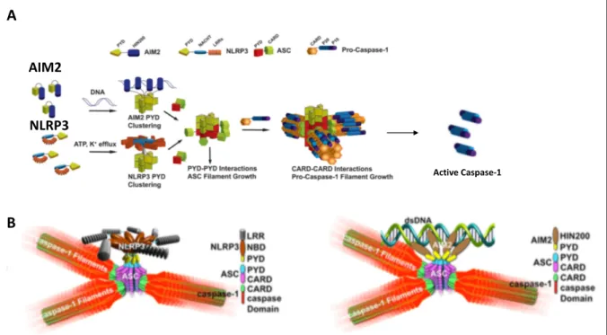 Figure 8.   Mécanisme proposé pour l’activation de la CASP-1 au sein des inflammasomes AIM2 et NLRP3