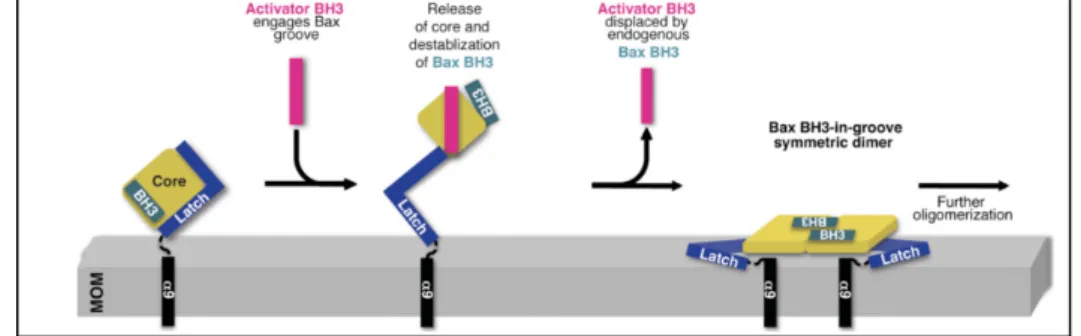 Figure 15.  Modèle proposé pour l’activation de BAX et la formation du pore au travers de la membrane  externe mitochondriale