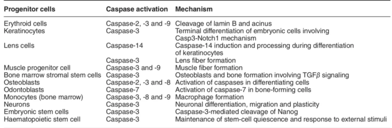 Table 2. Types cellulaires impliquant les Caspases pour la différenciation. D’après Shalini s