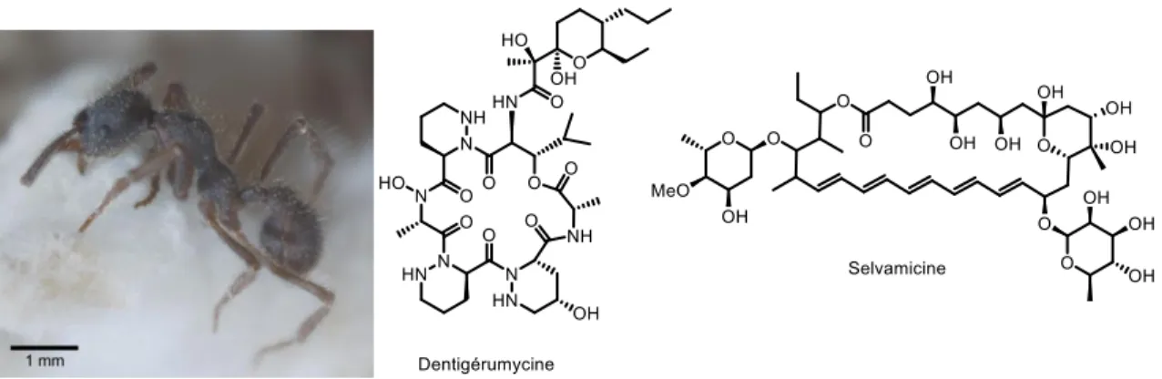 Figure 5: Fourmi  du  genre Apterostigma dentigerum et molécules isolés de Pseudonocardia 28